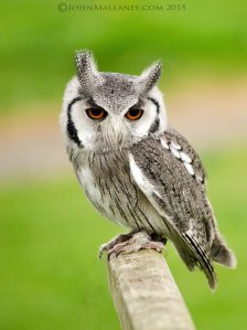 White Faced Scops Owl