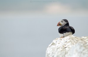 Puffin