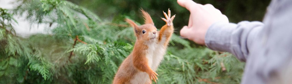 Red Squirrel - Gimme 4
