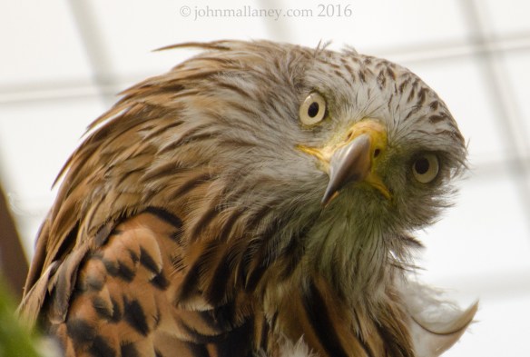 Red Kite