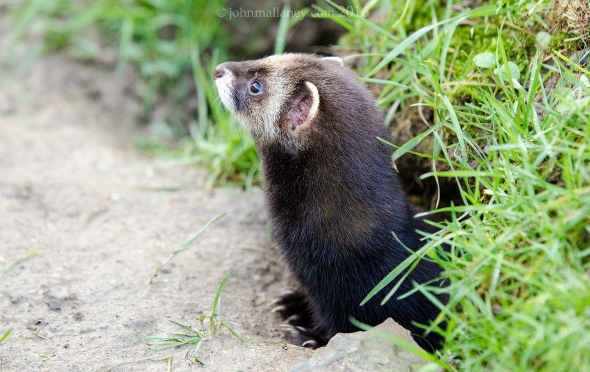Polecat