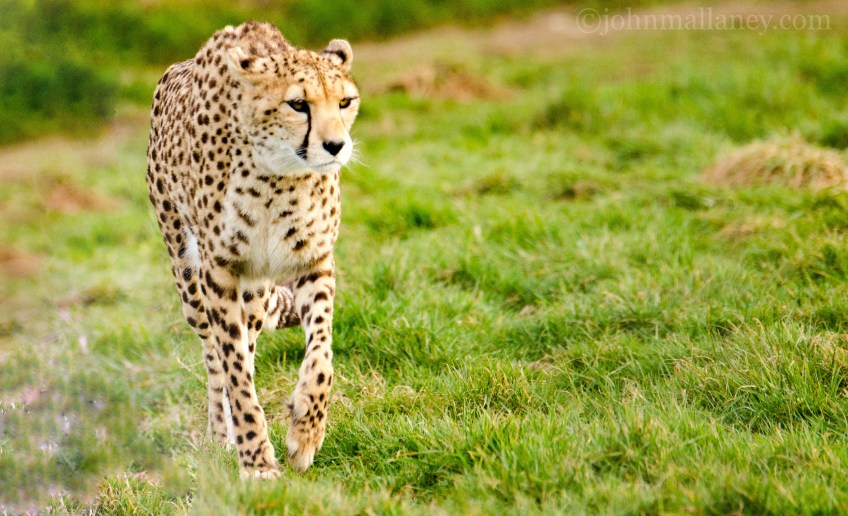 Cheetah