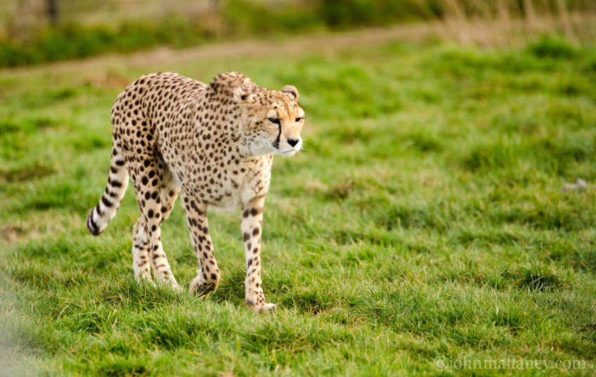Cheetah
