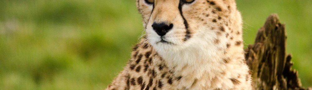 Cheetah
