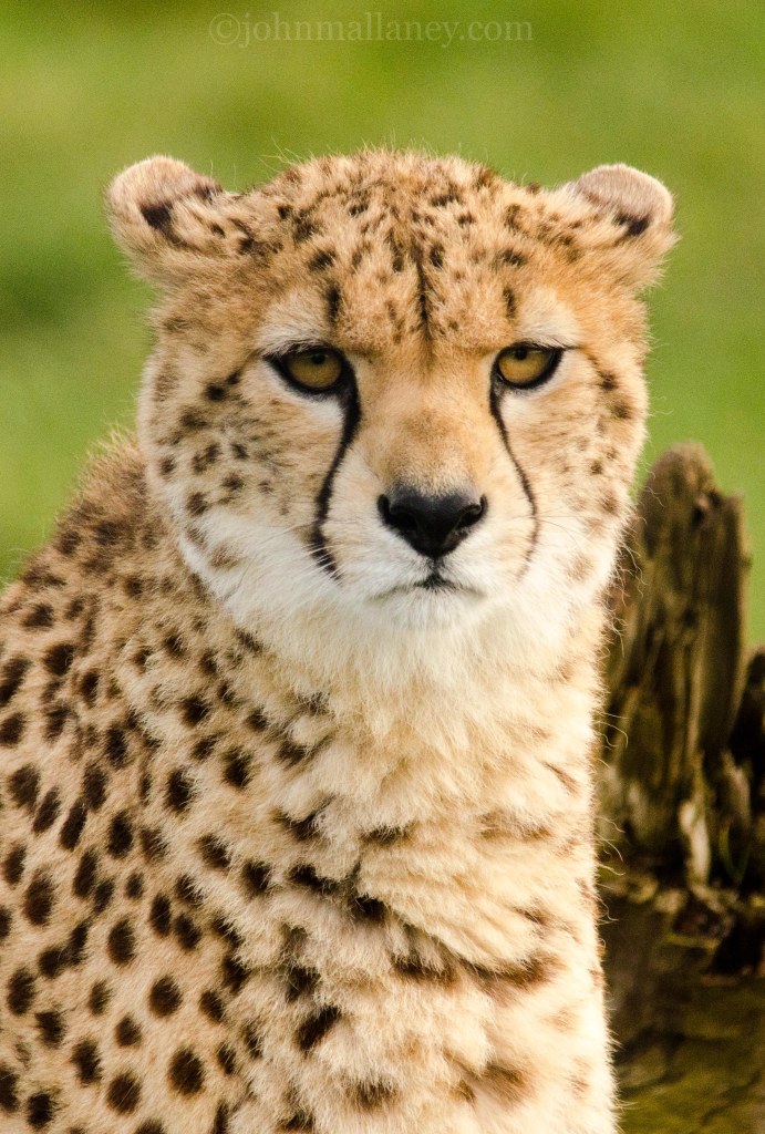 Cheetah
