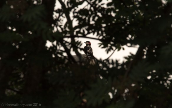 Male Great Spotted Woodpecker