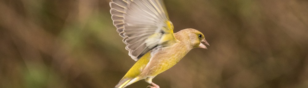 Greenfinch in flight