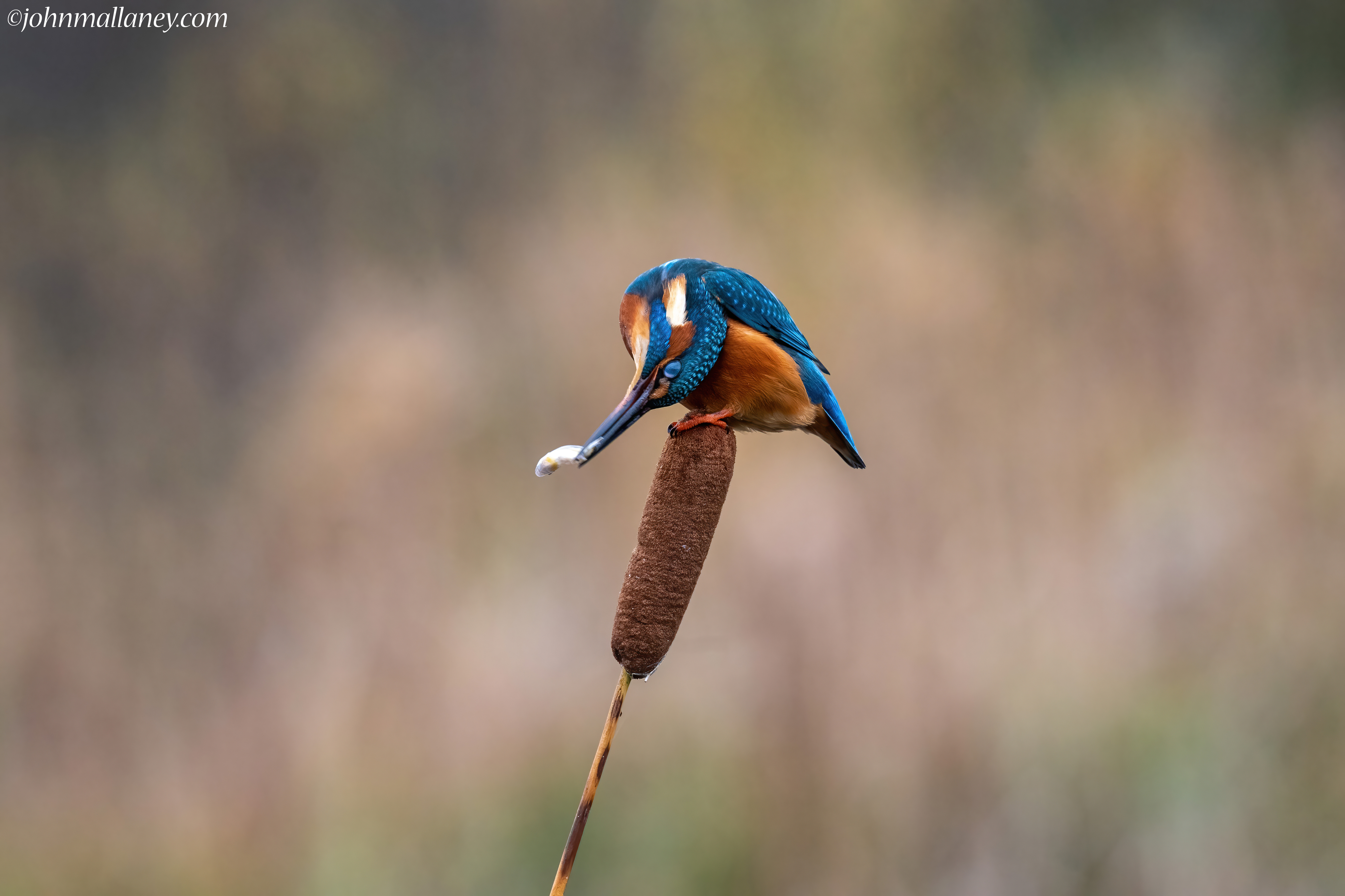 Kingfisher with catch.
