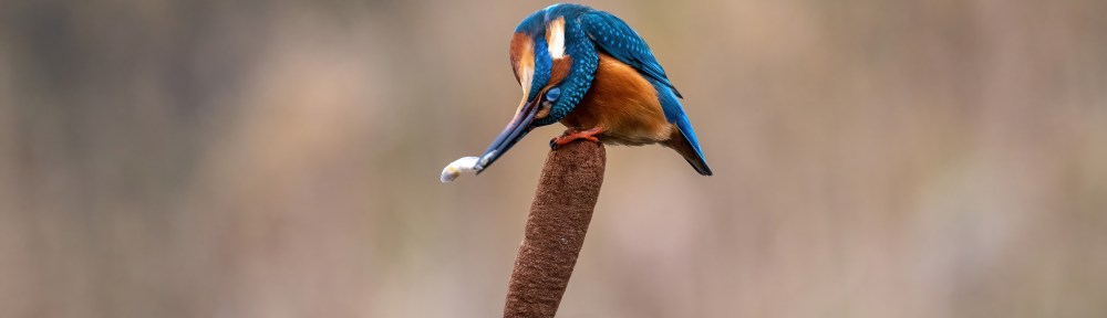 Kingfisher with catch.