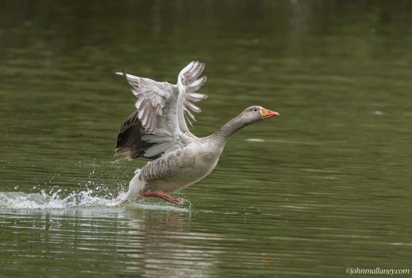 Greylag Goose