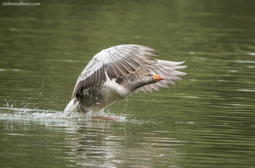 Greylag Goose