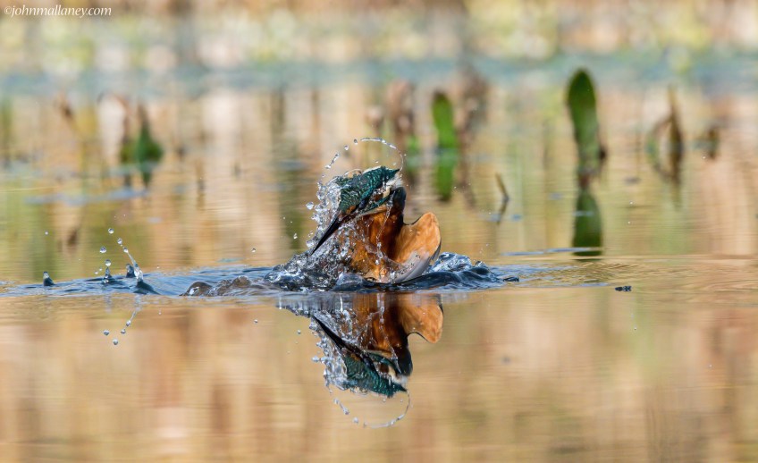Kingfisher Dive