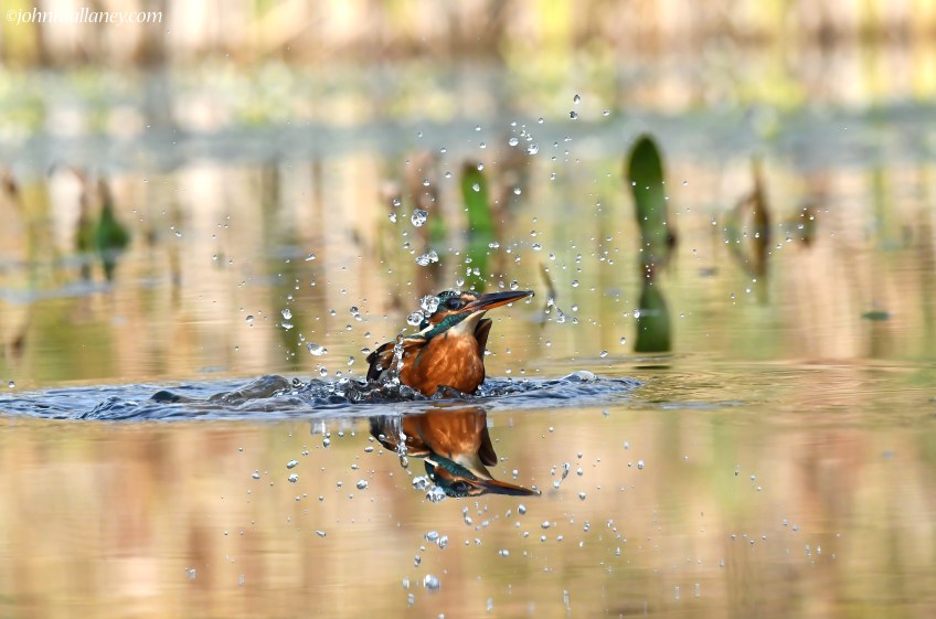 Kingfisher Dive