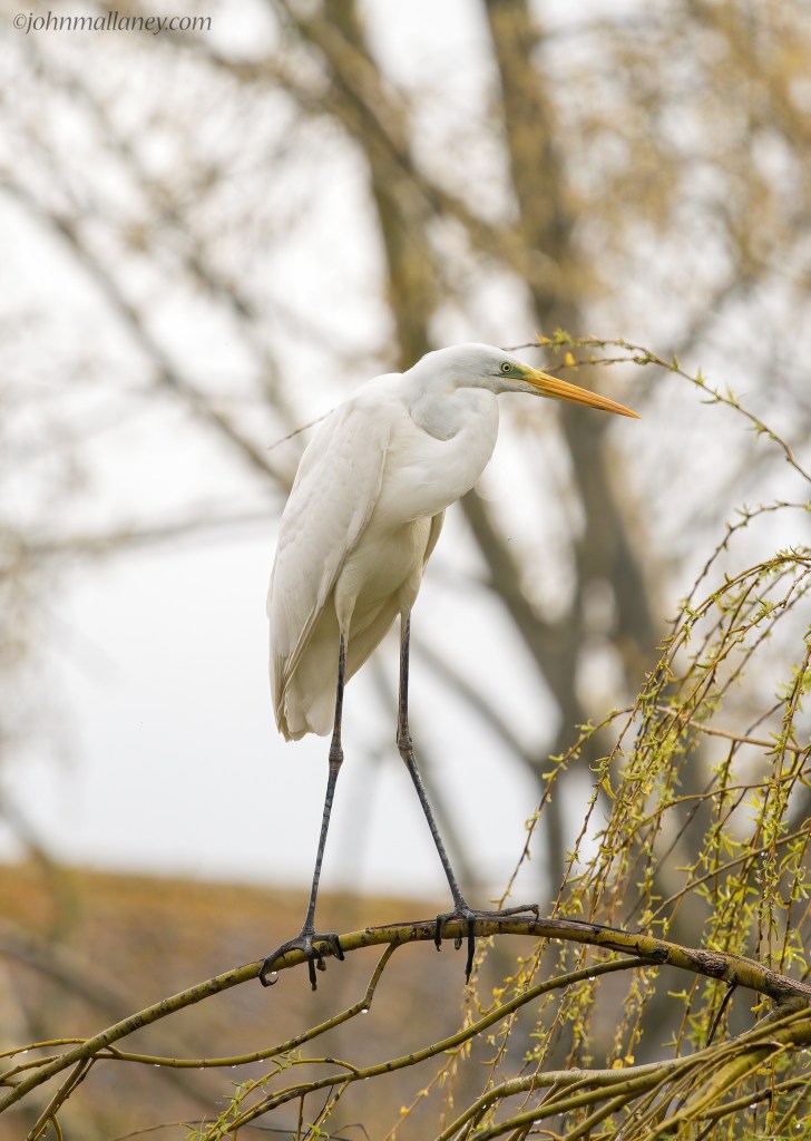 Great White Egret