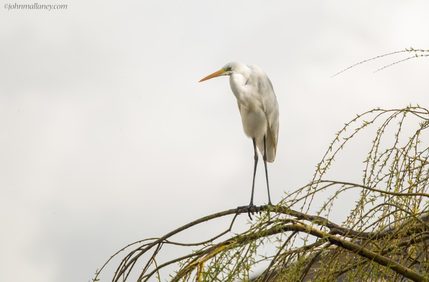 Great White Egret