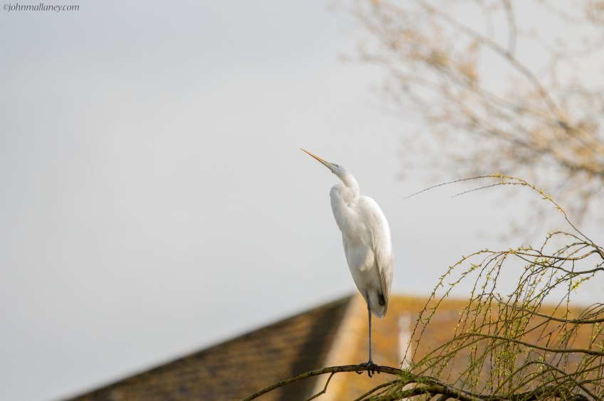 Great White Egret