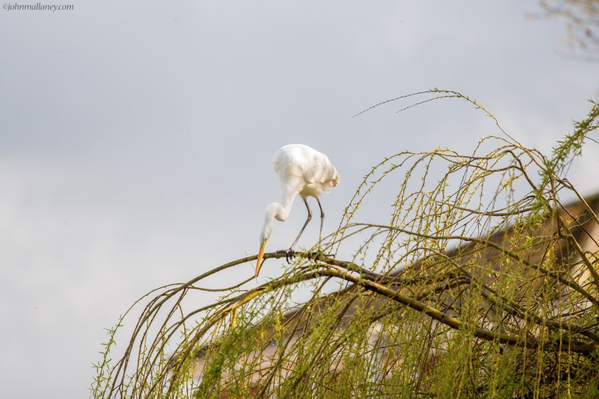 Great White Egret