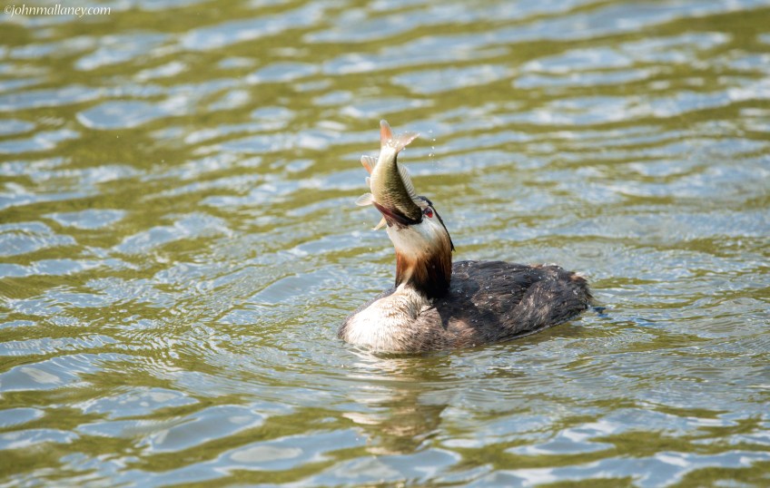 Great Crested Grebe with catch!