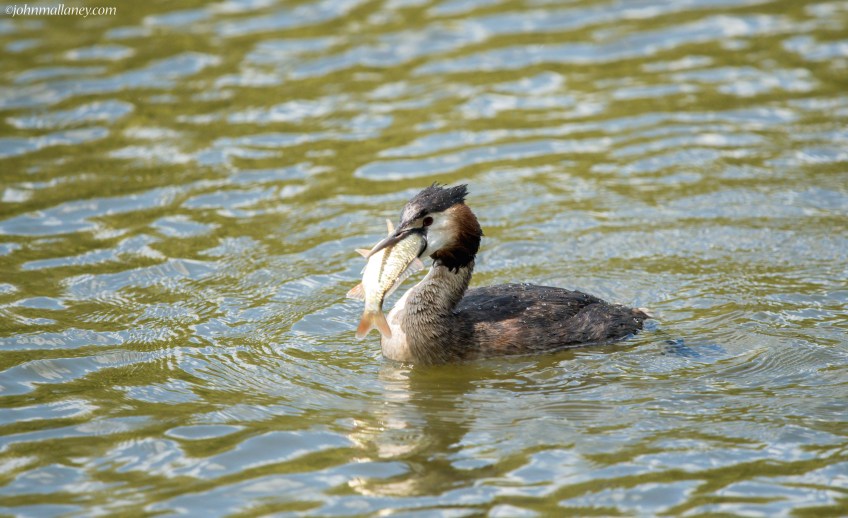 Great Crested Grebe with catch!