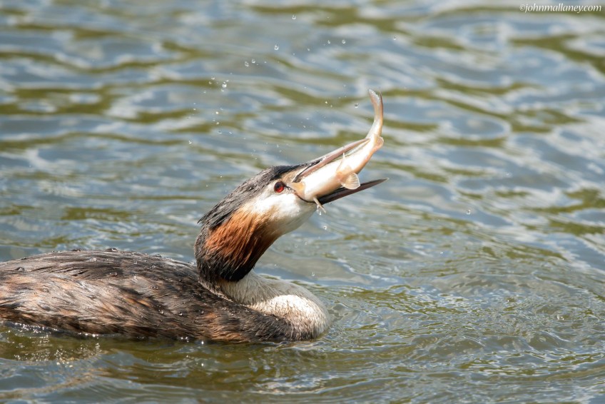 Great Crested Grebe with catch!
