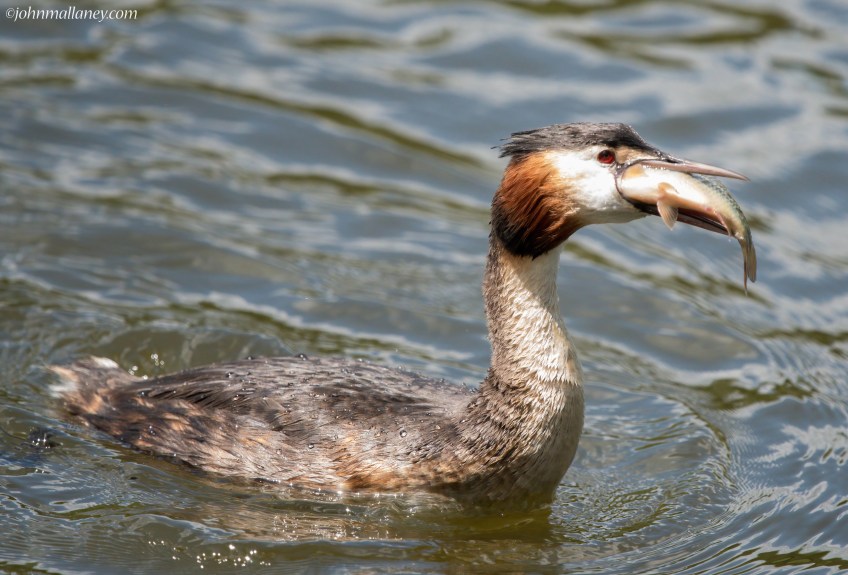 Great Crested Grebe with catch!