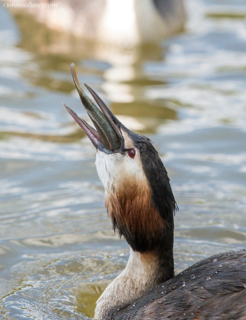 Great Crested Grebe with catch!