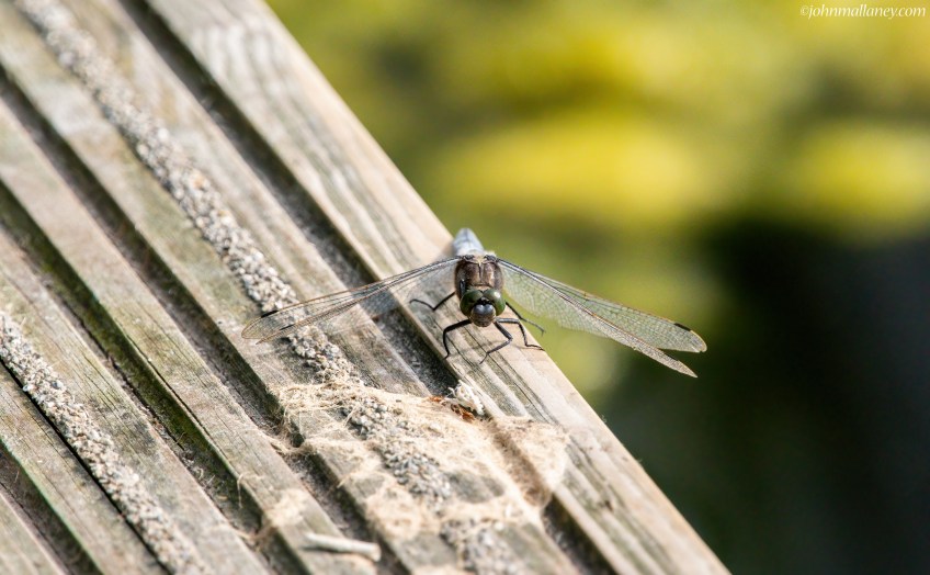 Scarce Chaser
