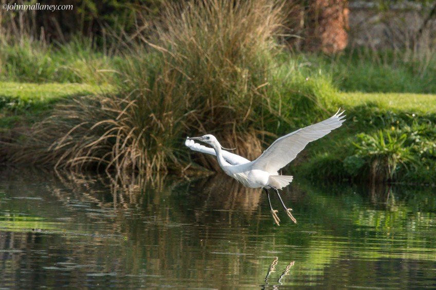 Little Egret