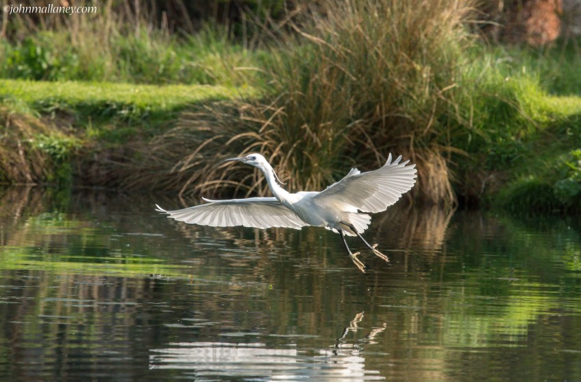 Little Egret