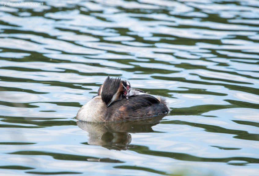 Great Crested Grebe and Chick (Humbug)