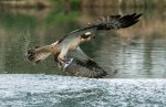 Osprey (30) fishing