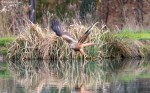 Red Kite Fishing
