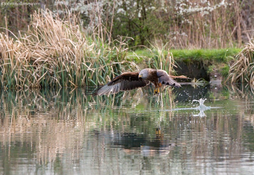 Red Kite Fishing