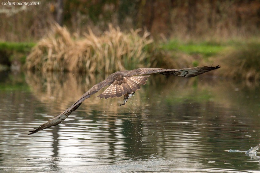 Osprey (30) fishing