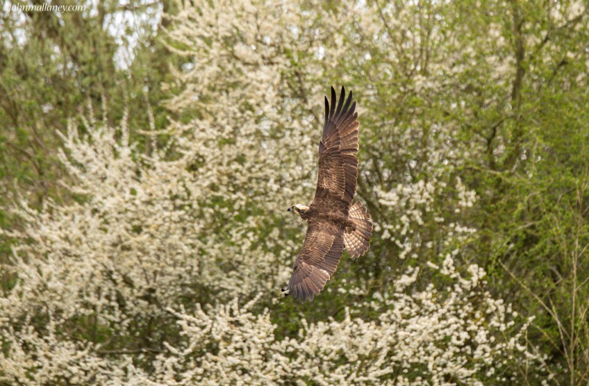Osprey (30) fishing
