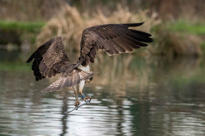 Osprey (30) fishing