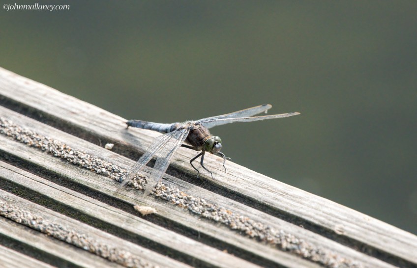Scarce Chaser