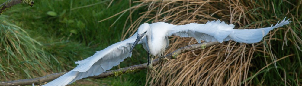 Little Egret