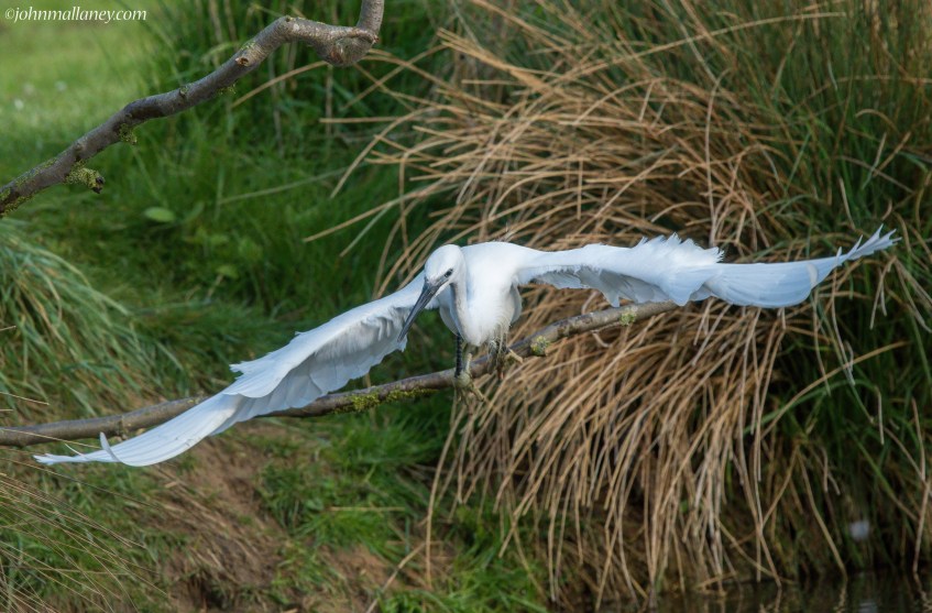 Little Egret
