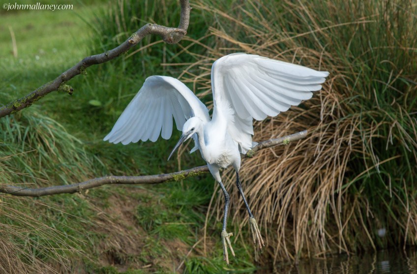 Little Egret