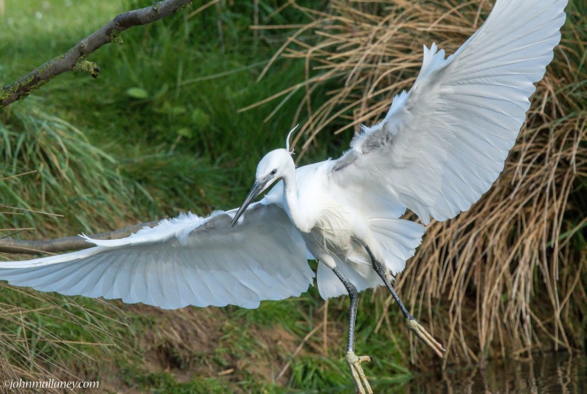 Little Egret