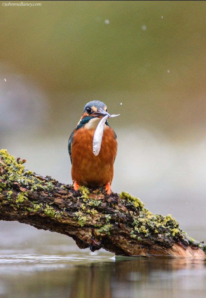 Kingfisher with catch!