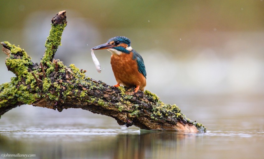 Kingfisher with catch!