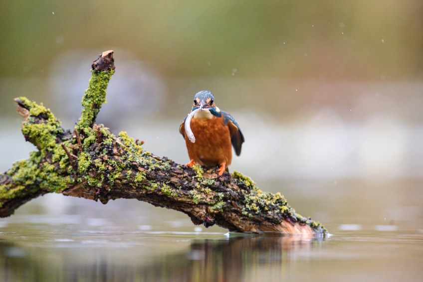 Kingfisher with catch!
