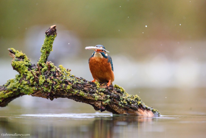 Kingfisher with catch!