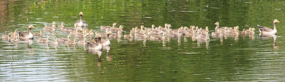 A creche of Greylags