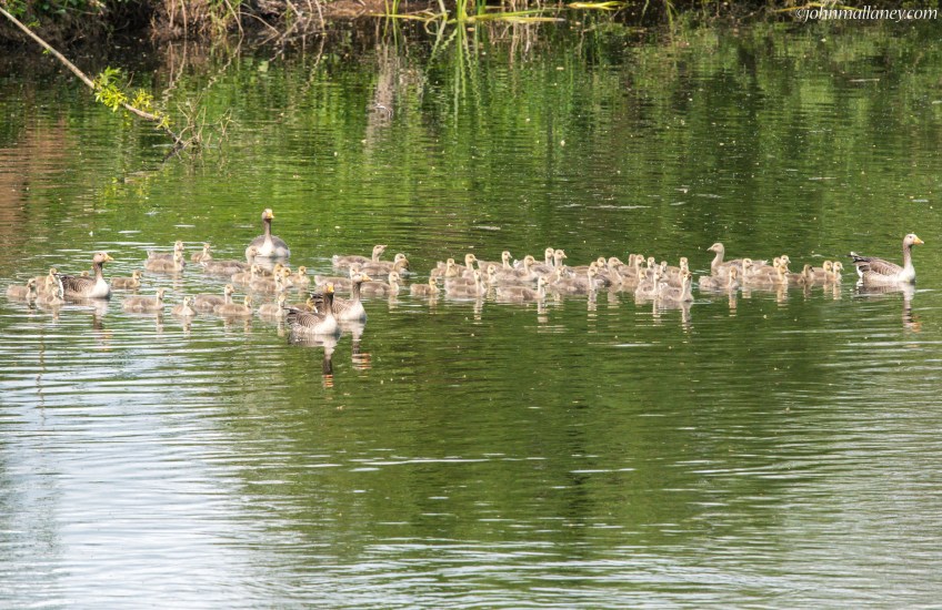 A creche of Greylags