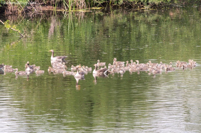 A creche of Greylags
