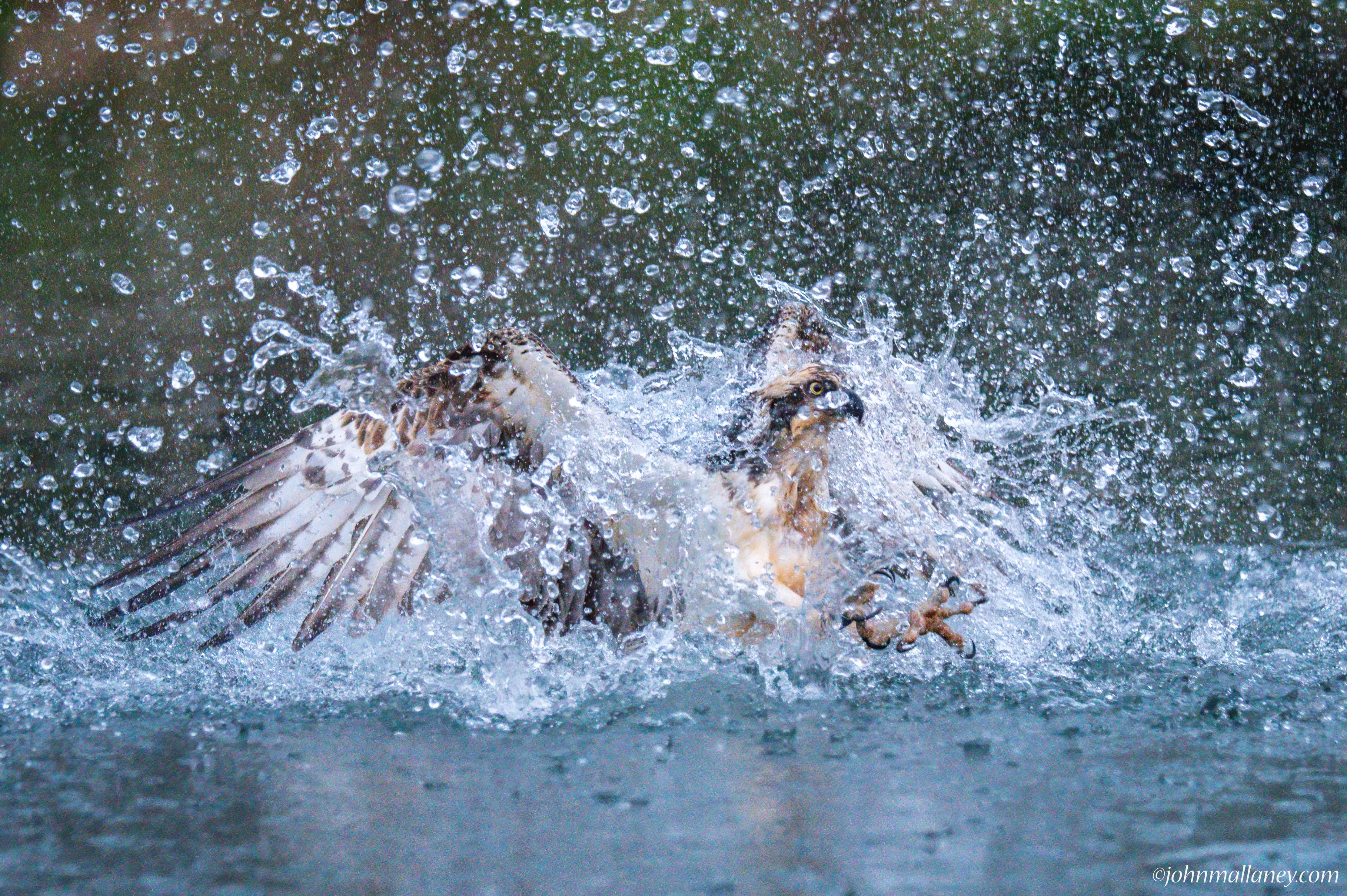 32DSC_3677-DeNoiseAI-standard